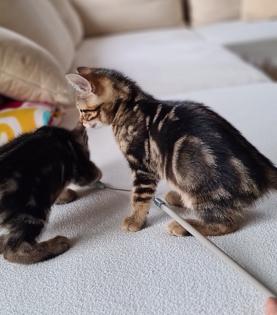 Bengal Kitten mix Baby Katze