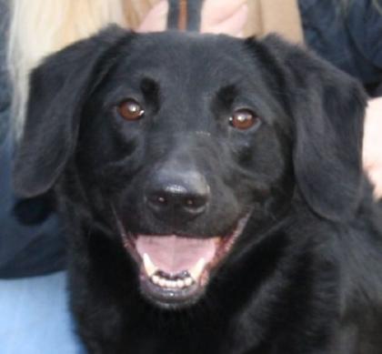 Leon - kann man diesen Augen und diesem Lächeln widerstehen Labrador