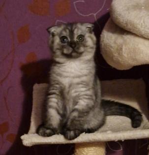 Kitten 3 junge
