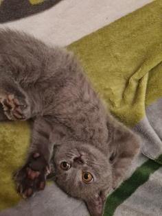 Schöne BKH Kitten grau nur noch 1 Junge frei