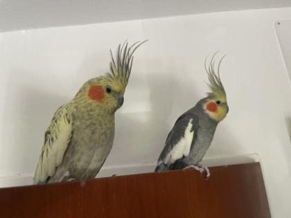 4 Nymphensittiche 2 Pärchen Käfig Zubehör