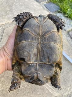 Verkaufe 2 griechische Landschildkröten, männlich