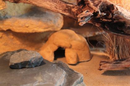 Wunderschönes Terrarium für Geckos mit Zubehör