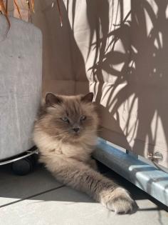Birma Katzen