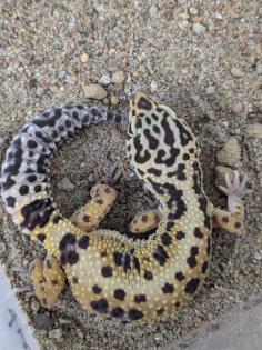 Leopardgeckos aus Rostock