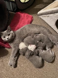 4 Kleine BKH-Kitten suchen ab dem 22. 06. 2023 ein liebevolles Zuhause