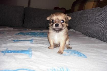 Chihuahua Welpen