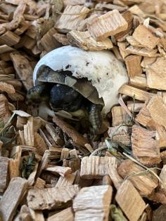 Griechische Landschildkröten, NZ 2023