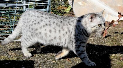 Britisch Kurzhaar Kater, black-silver-tabby-spotted