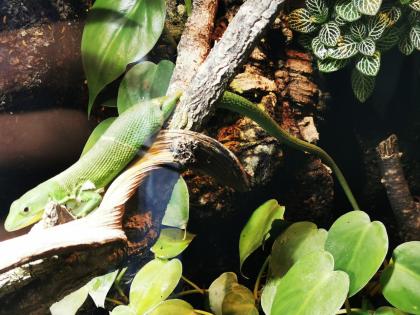 Gastropholis Prasina 1. 3