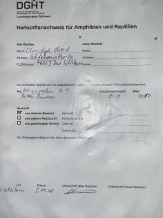 Königspython BEL