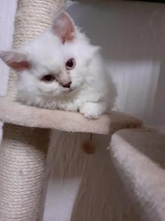 Selkirk Rex Kitten