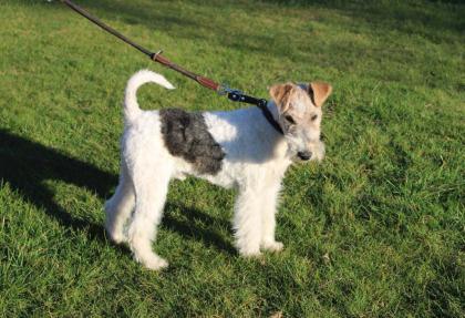 Drahthaar Foxterrier Rüde 5 Monate.