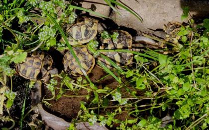 Griechische Landschildkröten - einjährig aus naturnaher Zucht