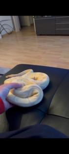 Python lavender Albino mit Terrarium