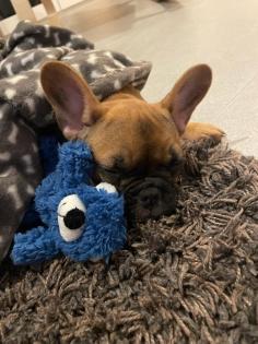 Welpen Französiche Bulldogge
