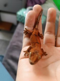 Gecko Hybrid Chahoua x Crested