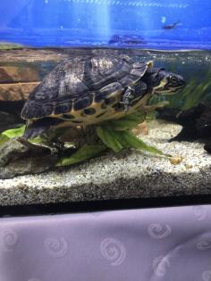 2 größere wasserschildkröten