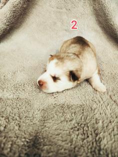 Sibirian Husky Welpen
