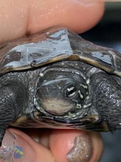 3 Kleine männliche Dreikielschildkröten