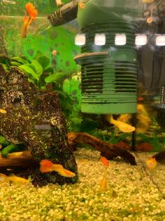 Fische / Aquarium / Zubehör nur komplett