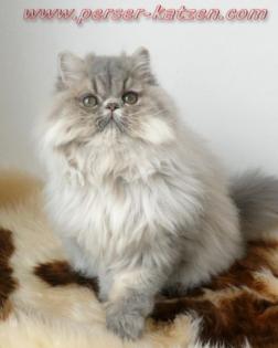 Blue golden Perserkater