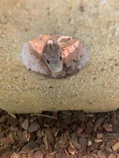 2 Kornnattern Pärchen inkl. großem Terrarium abzugeben