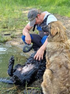 3 Junghunde gross werdend