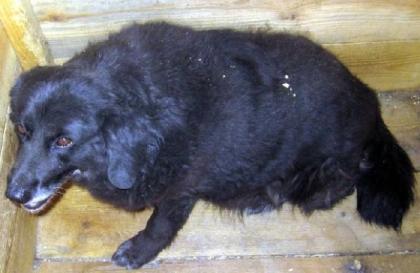 Janna kleines schwarzes Schaf die anderen Hunde greifen sie an