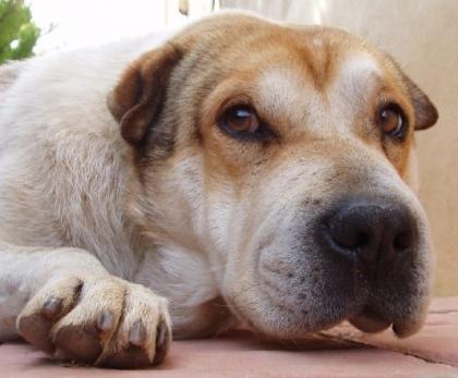 Pasquallito -der Shar Pei Mix lief während des Osterfeuerwerks panisch auf der