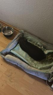 Mini Schwein 3 1/2 Monate alt