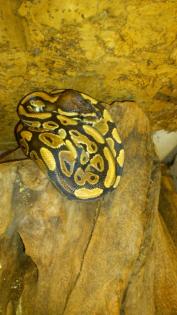 Königspythons Het Piebald / Het Albino 1, 0 Yellow Belly