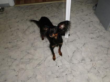 Russischer Toy Terrier sucht Freundin