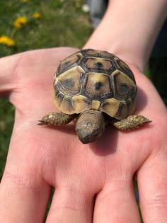 Griechische Landschildkröte