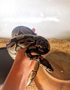 2 königspythons zu verkaufen