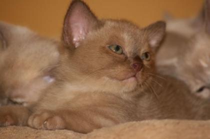 Biete abgabebereite Burma Burmesen Kitten in d. Farben creme, lilac-tortie cho