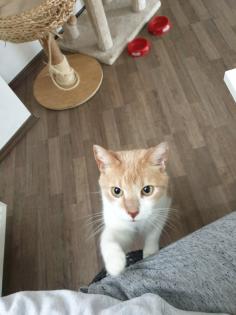 Schmusetiger suchen dringend neues zu Hause