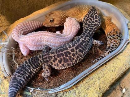 Terrarium mit selbstgebauter Rückwand inkl. 3 Leopardgecko Weibchen