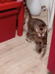 Bengal Kater 3jahre alt