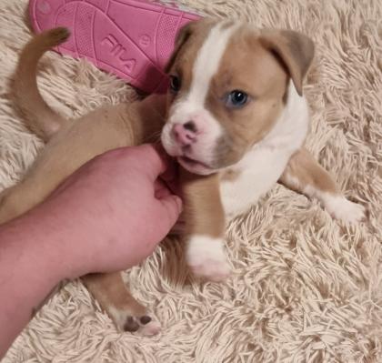 American Bully Pocket
