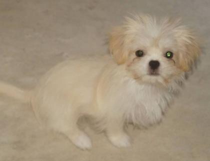 Chihuahua Mix Welpen kleinbleibend