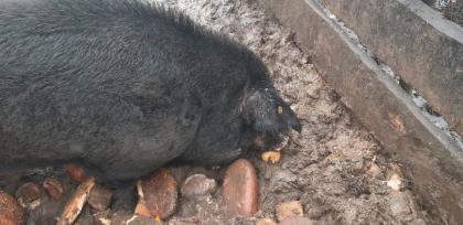 Zuchtschweine abzugeben