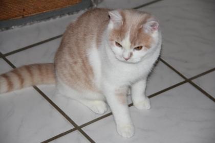 Süße BKH Katzen