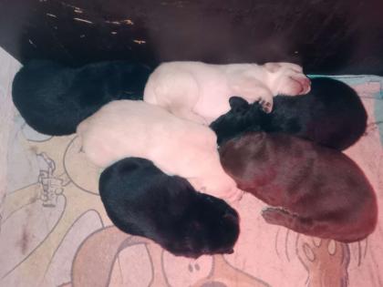 Labrador Welpen Hunde schwarz braun gelb Hündin Rüde Hund