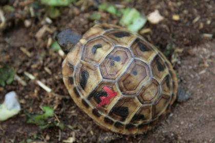 Griechische Landschildkröten, Thb. un Thh. kleinbleibende Unterart aus dem westlichen Mittelmee