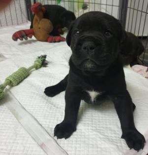Zürich 8 süsse Cane Corso Welpen suchen Lebensplatz