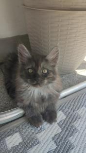 Main Coon Mix Kitten abgabebereit.