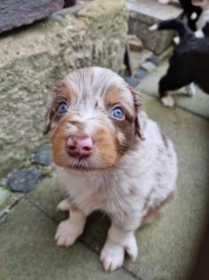 Australian Shepherd Welpen
