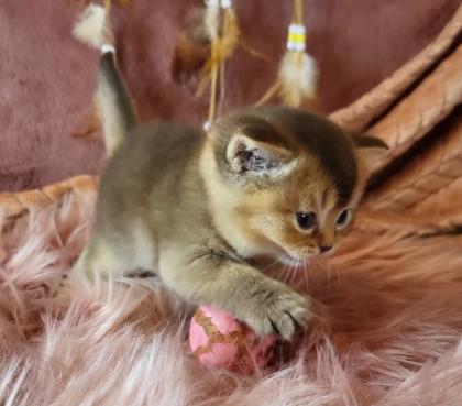Bkh Kitten in seltener Farben. Stammbaum