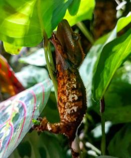 2. 1. 0 Neukaledonische Kronengeckos crested gecko 1 Weibchen 2 Männchen